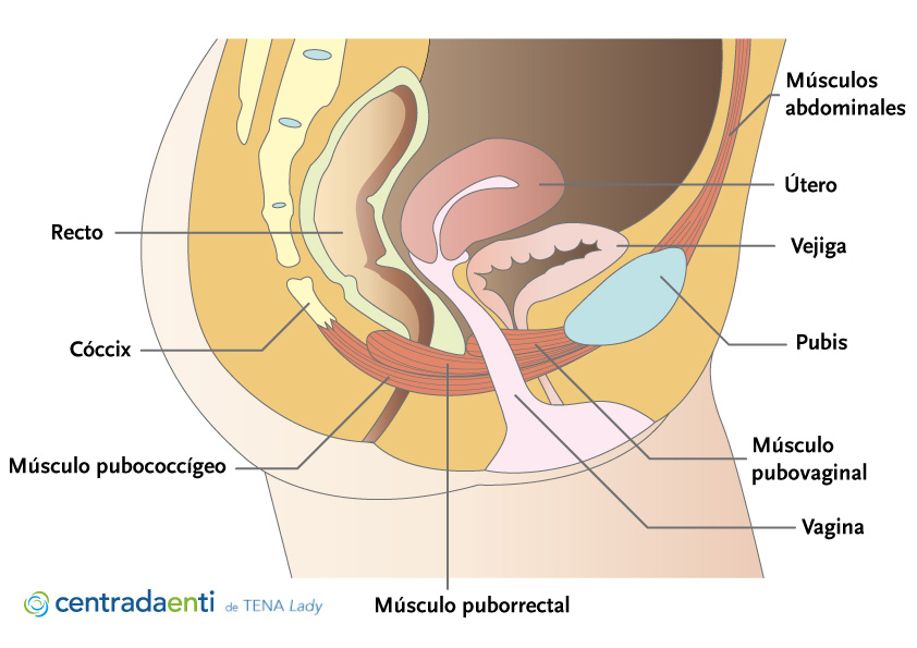 Qué es el piso pélvico?: Profundiza en su biomecánica